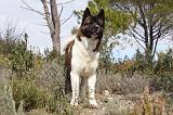 AKITA AMERICAIN 397